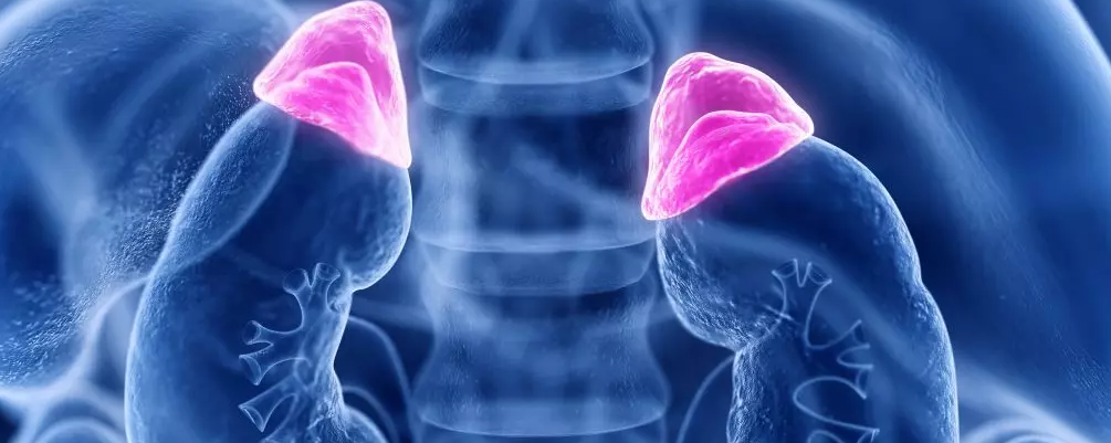 Böbrek Kisti Tedavisi